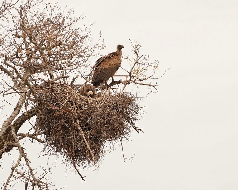 Witrugaasvoël / White-backed Vulture