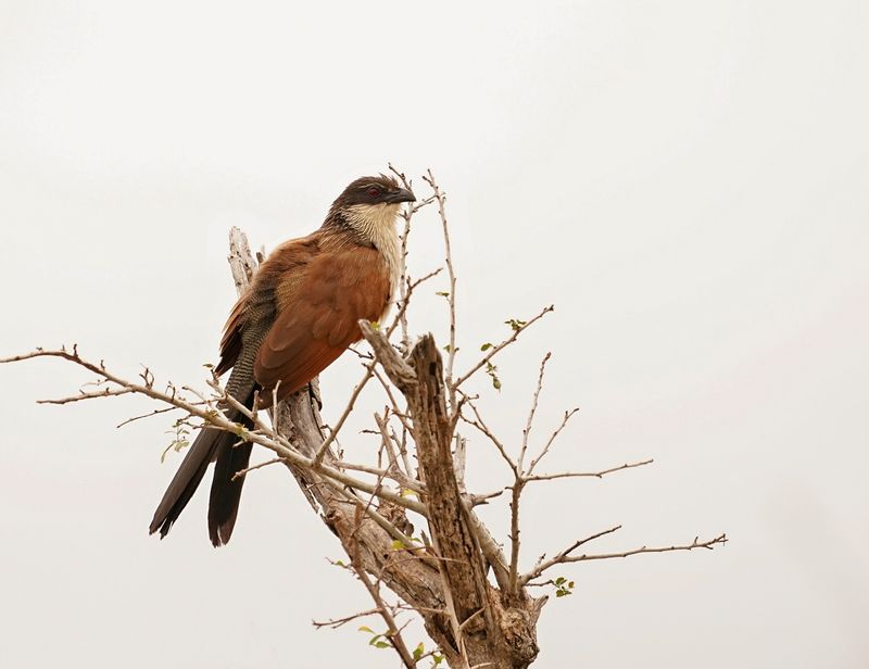 Gewone Vleiloerie / Burchells Coucal