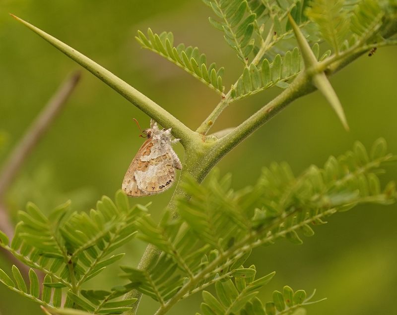 Wolpootjie / Common Woolly Legs