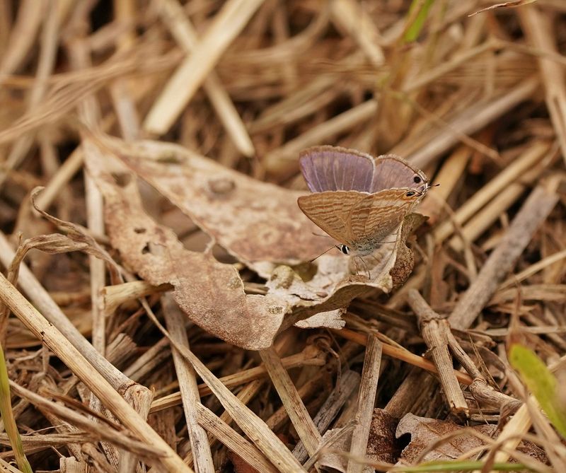 Ertjiebloutjie / Long-tailed Blue