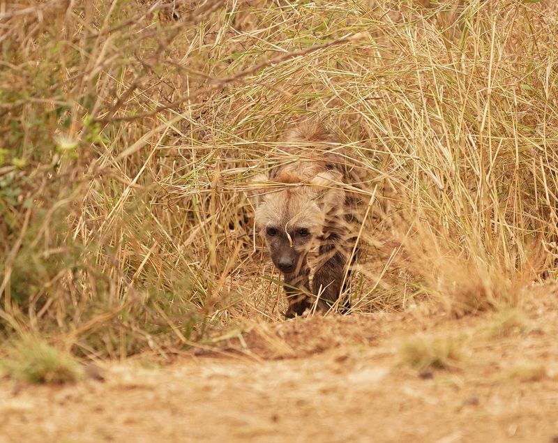 Gevlekte Hiëna / Spotted Hyena