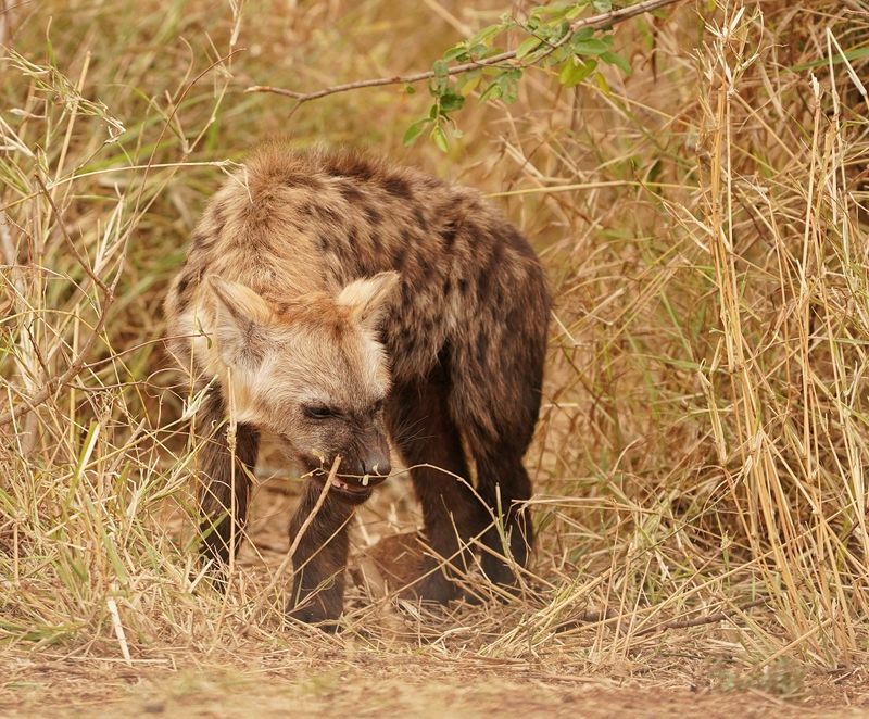 Gevlekte Hiëna / Spotted Hyena