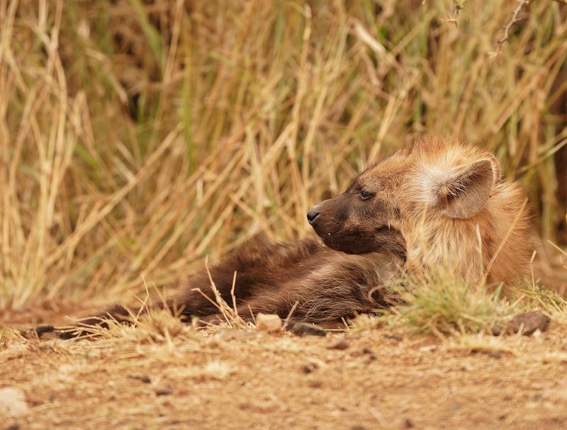 Gevlekte Hiëna / Spotted Hyena