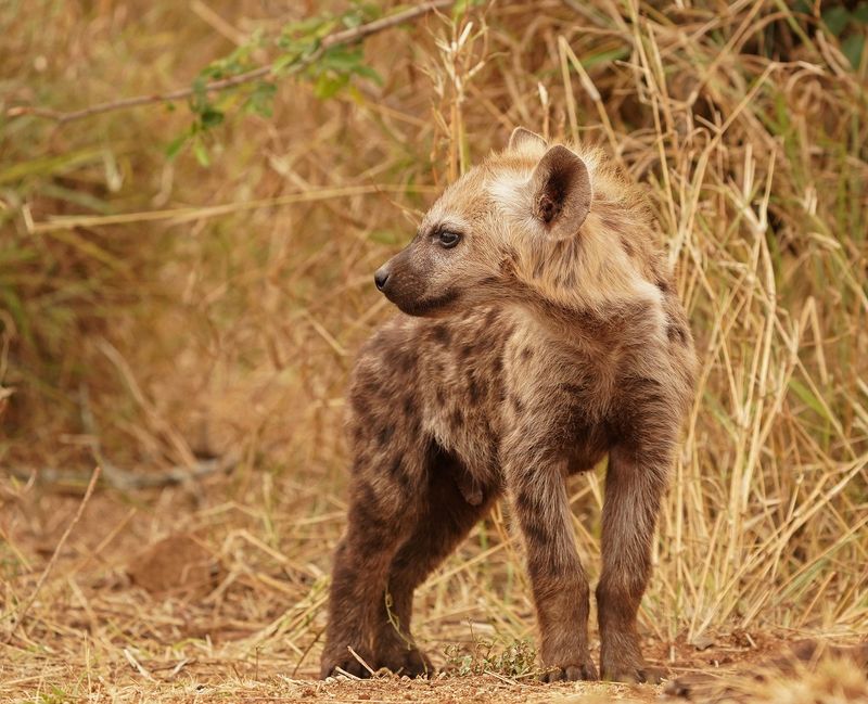 Gevlekte Hiëna / Spotted Hyena