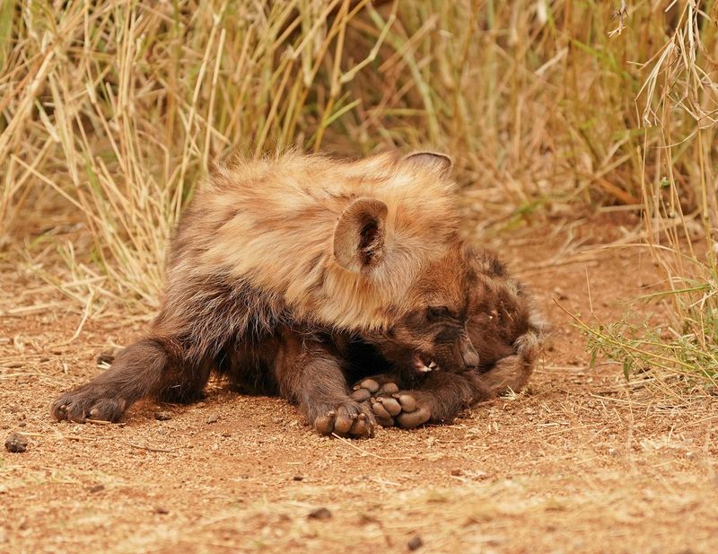 Gevlekte Hiëna / Spotted Hyena