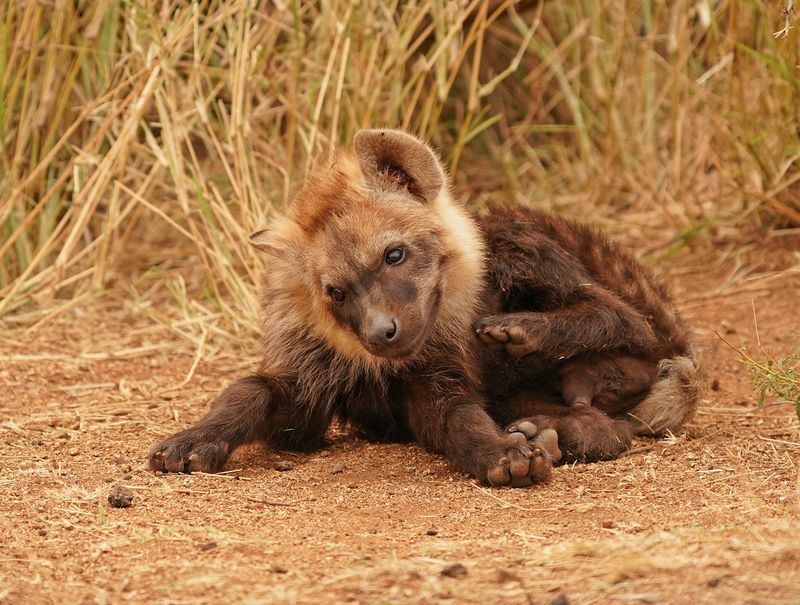 Gevlekte Hiëna / Spotted Hyena