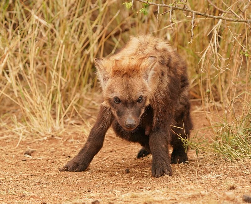 Gevlekte Hiëna / Spotted Hyena