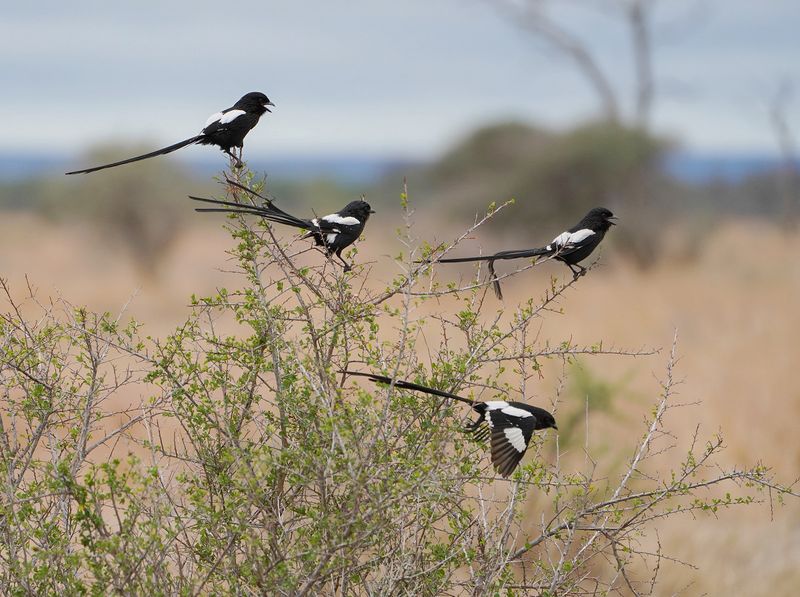 Langstertlaksman / Magpie Shrike