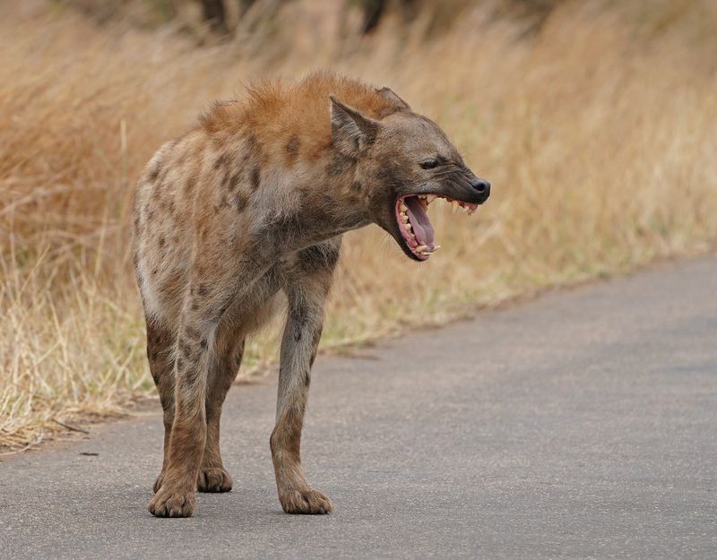 Gevlekte Hiëna / Spotted Hyena