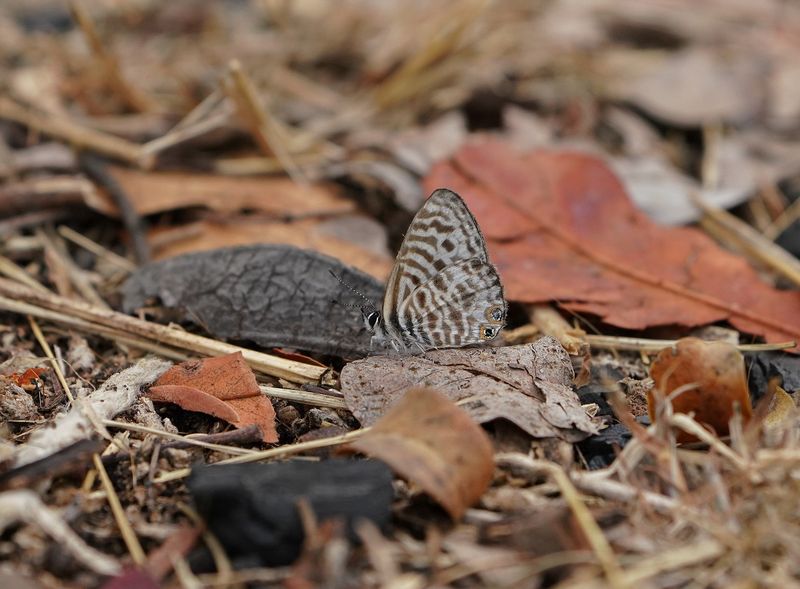 Sebrabloutjie / Common Zebra Blue