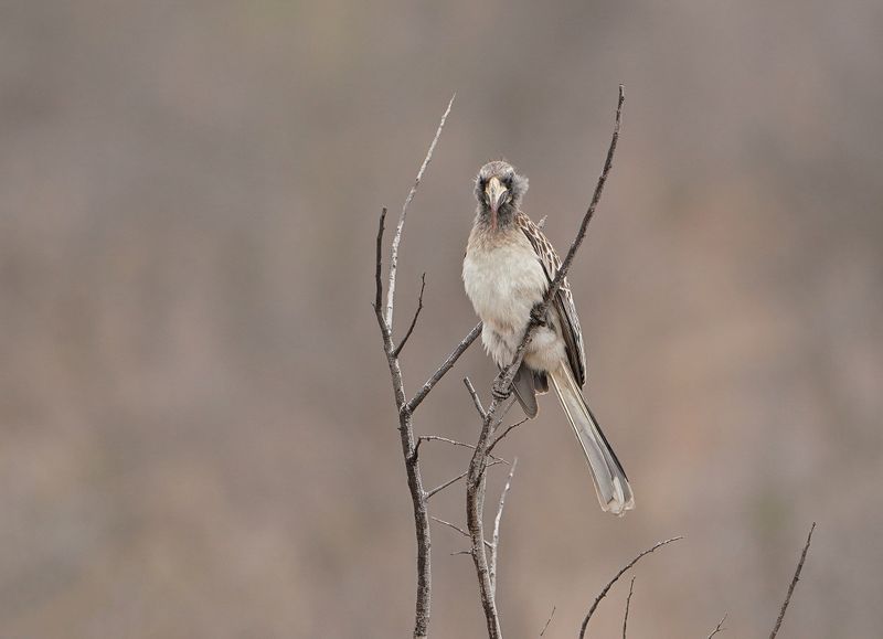 Grysneushoringvoël / African Grey Hornbill