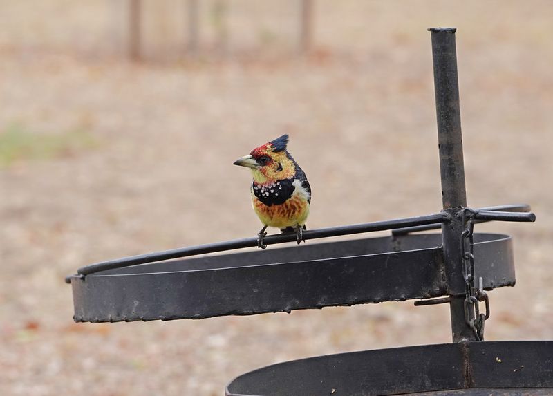 Kuifkophoutkapper / Crested Barbet