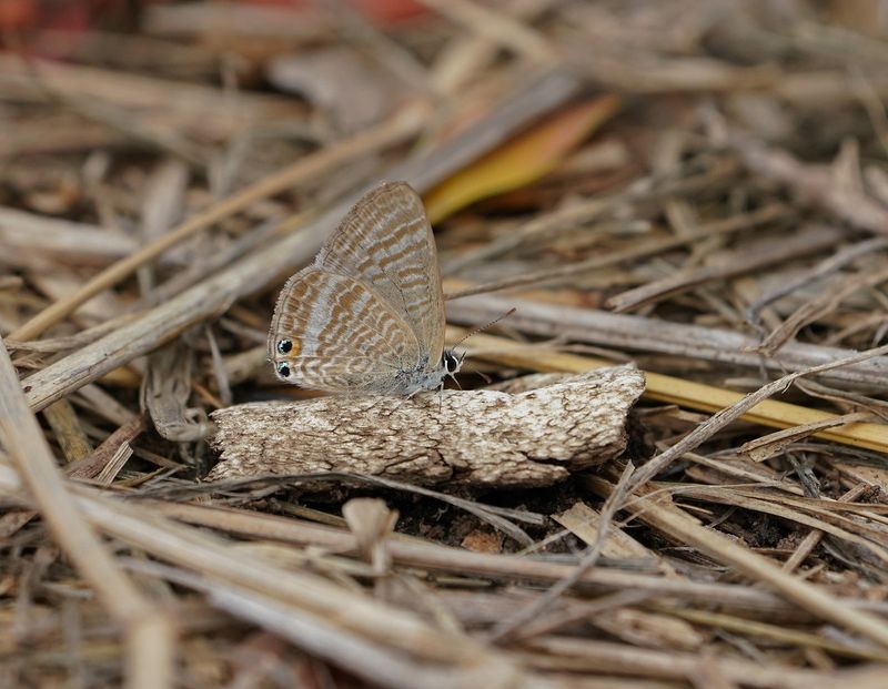 Ertjiebloutjie / Long-tailed Blue