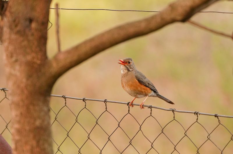 Rooibeklyster / Kurrichane Thrush