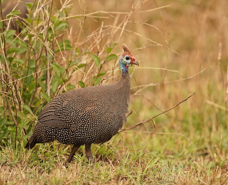 Gewone Tarentaal / Helmeted Guineafowl