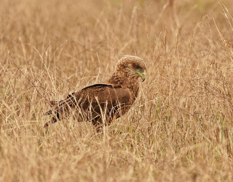 Berghaan / Bateleur