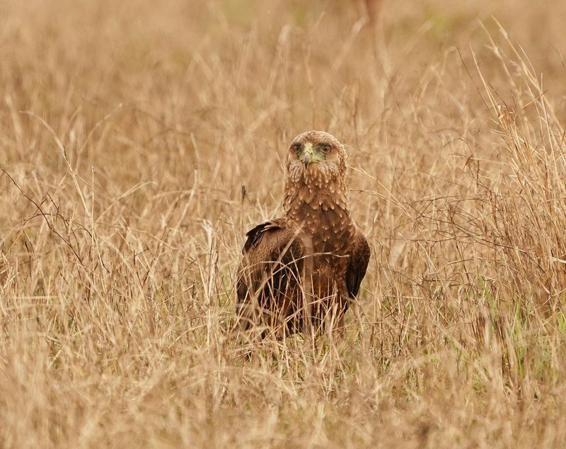 Berghaan / Bateleur