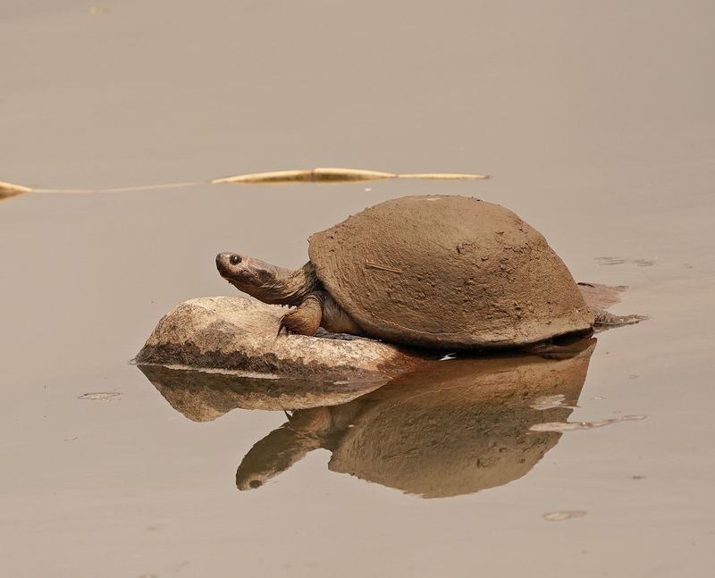 Skulprandskarnierwaterskilpad / Serrated Hinged Terrapin
