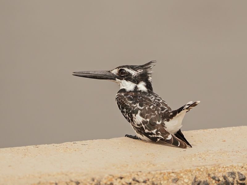 Bontvisvanger / Pied Kingfisher