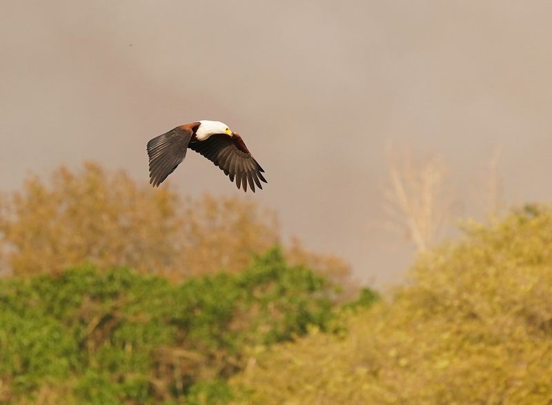 Visarend / African Fish Eagle