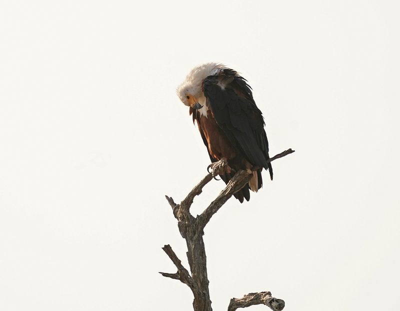 Visarend / African Fish Eagle