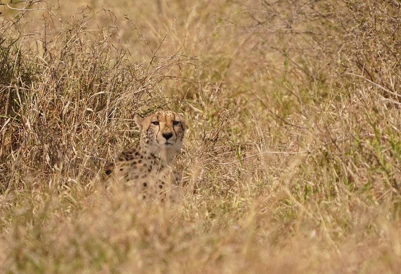 Jagluiperd / Cheetah