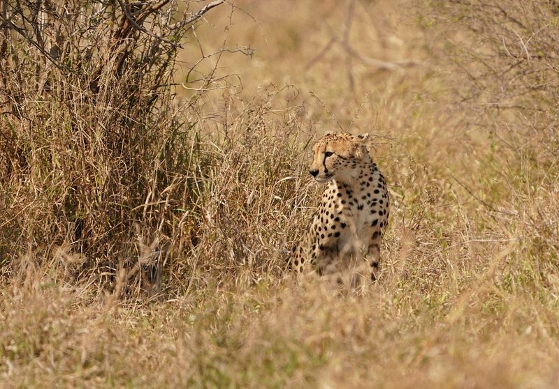 Jagluiperd / Cheetah