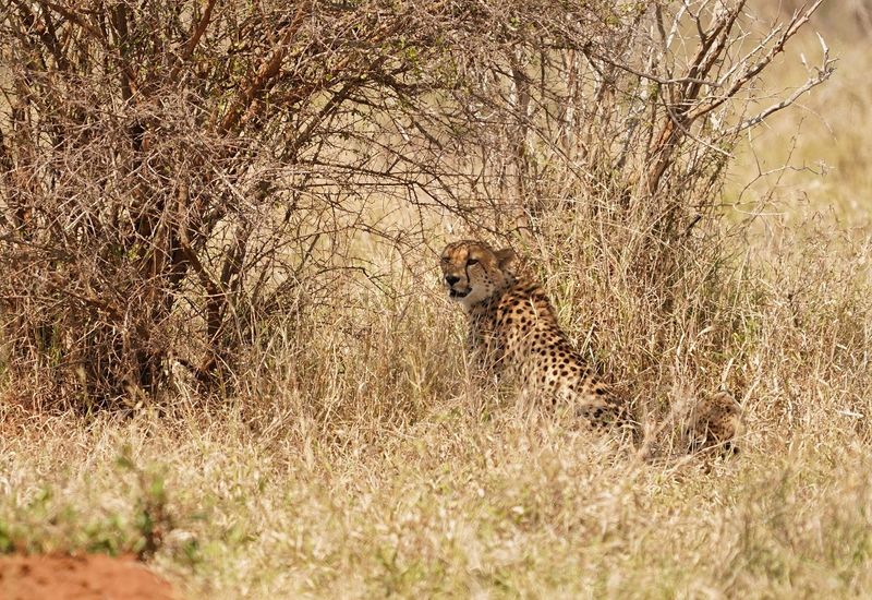 Jagluiperd / Cheetah