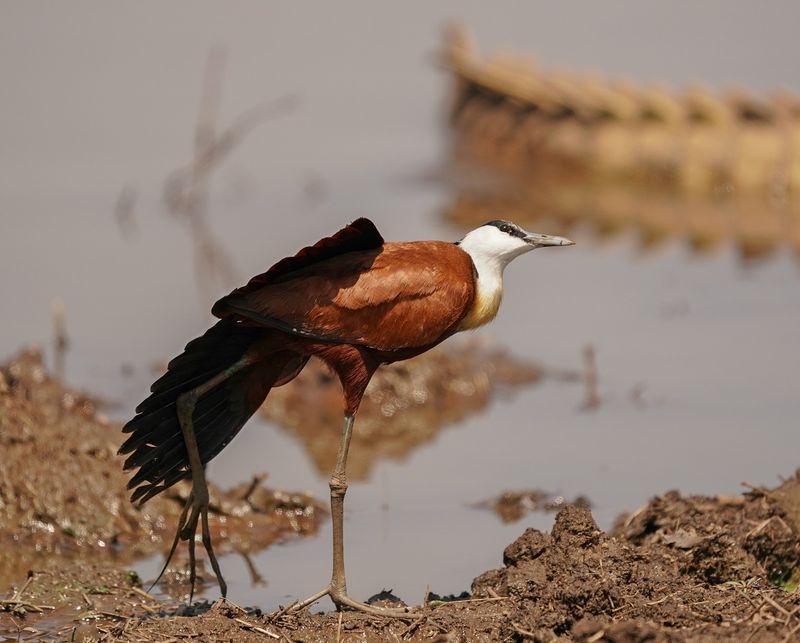 Grootlanhtoon / African Jacana