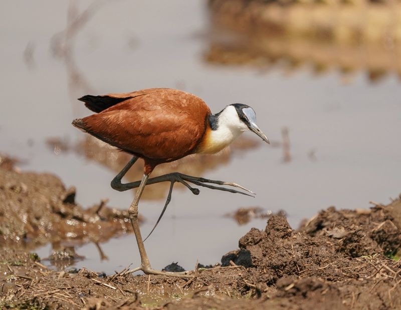 Grootlanhtoon / African Jacana