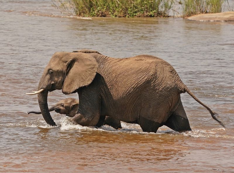 Afrika Olifant / African Elephant