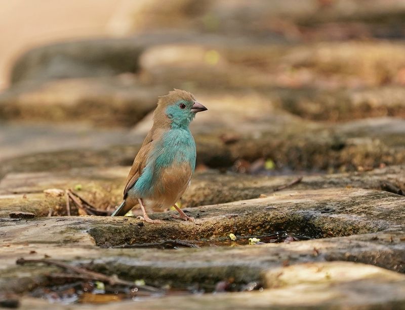 Gewone Blousysie / Blue Waxbill