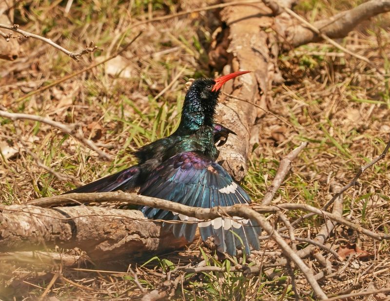 Rooibekkakelaar/ Green (Red-billed) Wood-Hoopoe