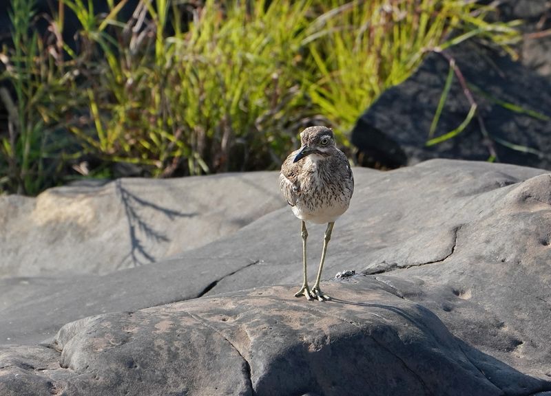 Waterdikkop / Water Tick-knee