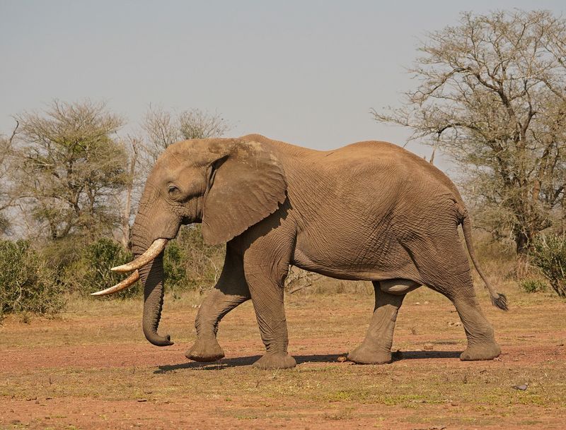 Savanne-olifant / African Elephant