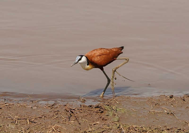 Grootlanhtoon / African Jacana