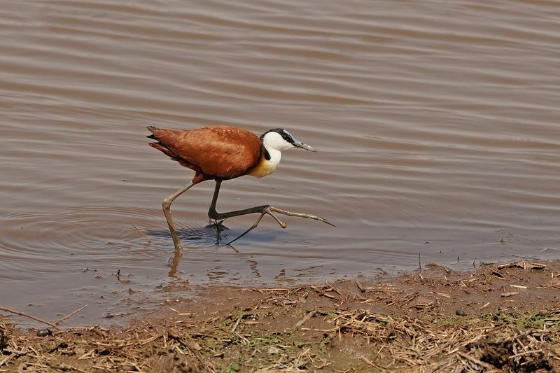 Grootlanhtoon / African Jacana