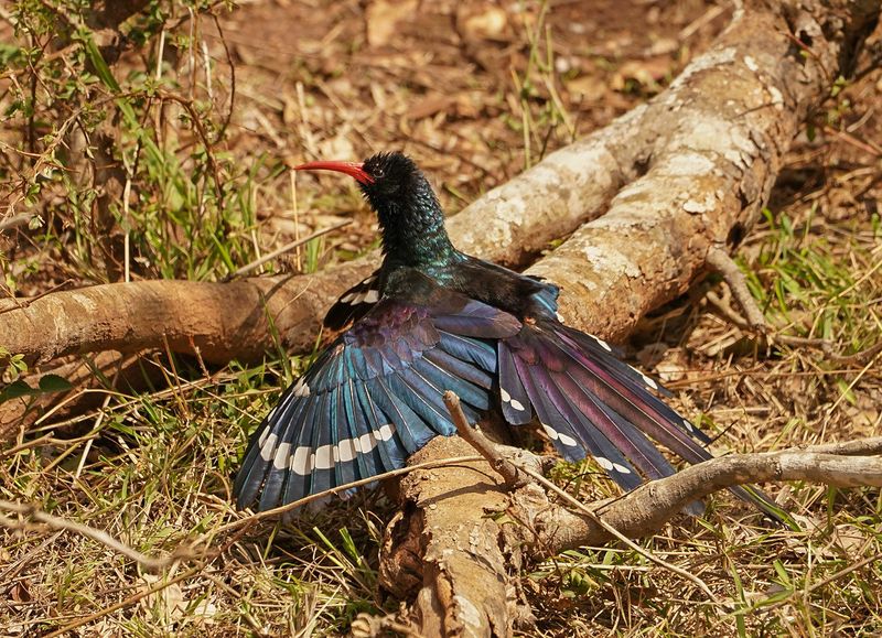 Rooibekkakelaar/ Green (Red-billed) Wood-Hoopoe