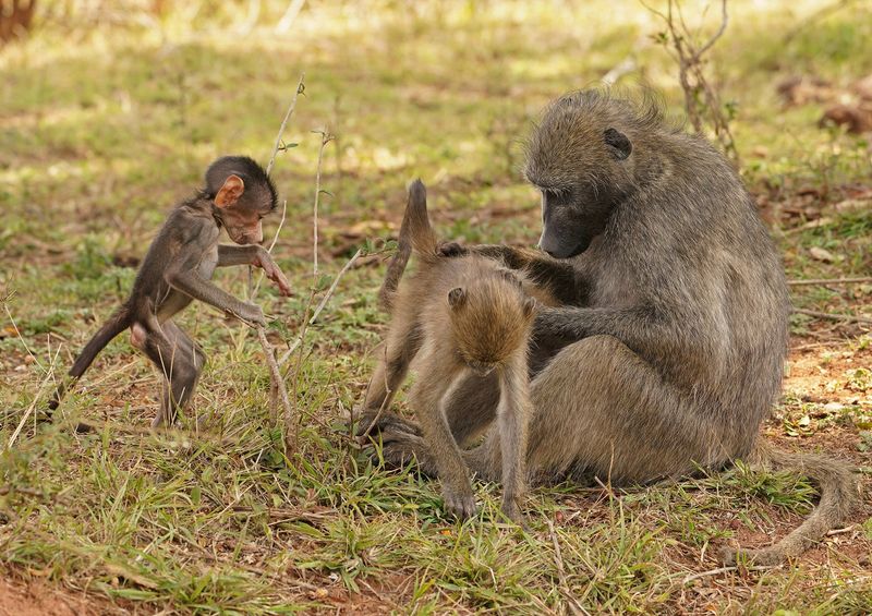 Kaapse bobbejaan / Cape Baboon