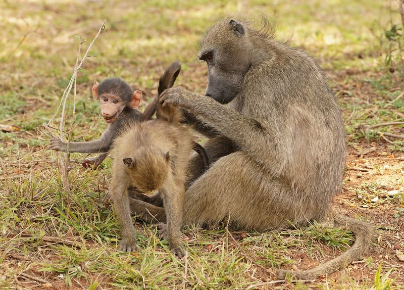 Kaapse bobbejaan / Cape Baboon