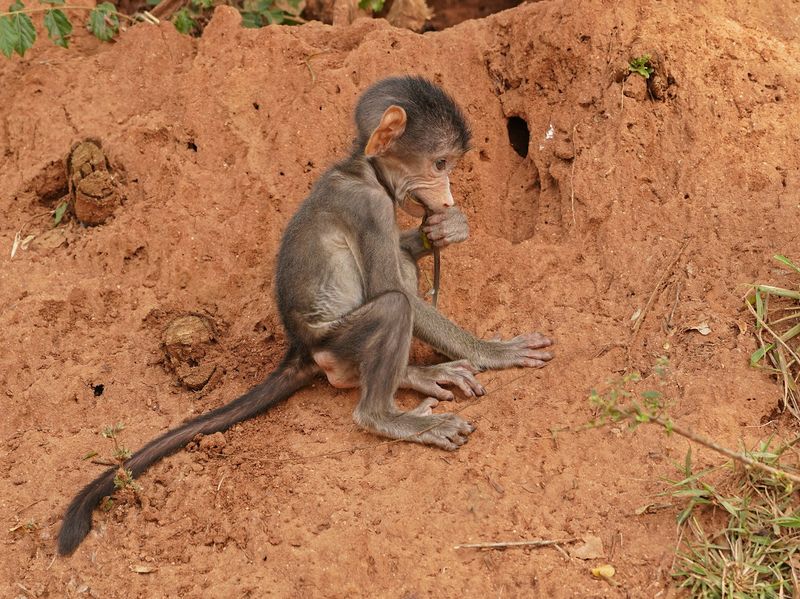 Kaapse bobbejaan / Cape Baboon