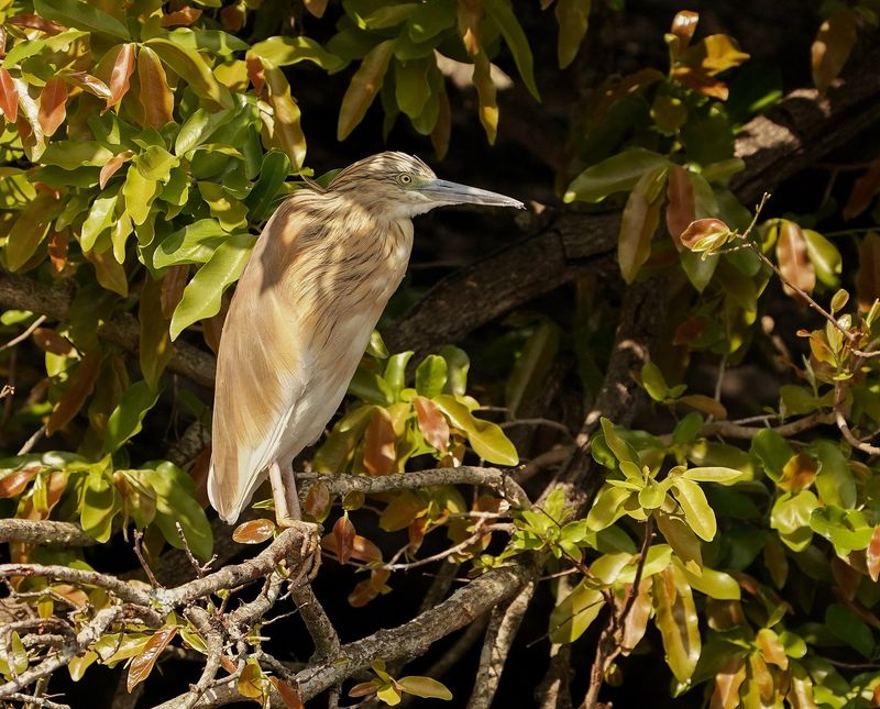 Ralreier / Squacco Heron