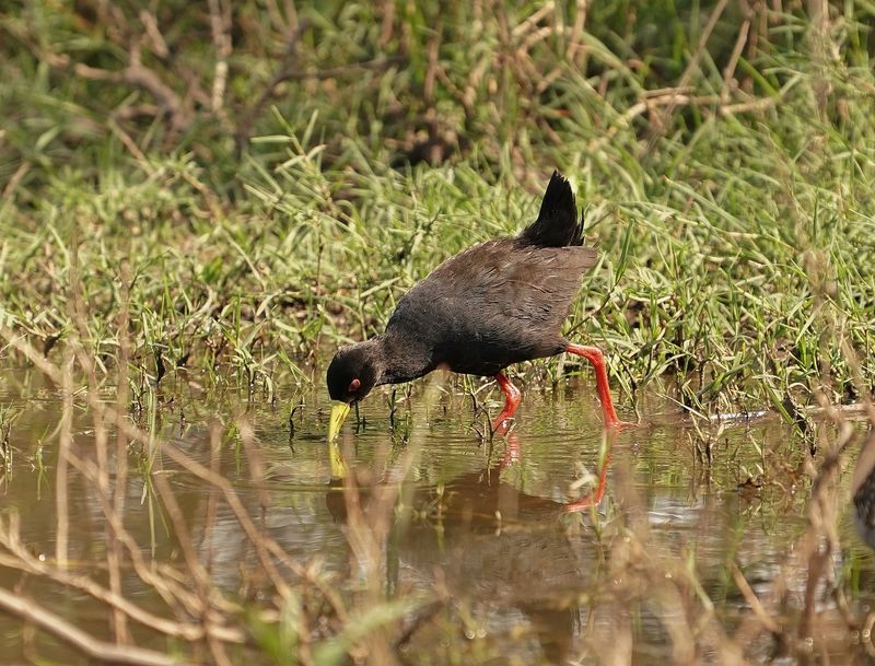 Swartriethaan / Black Crake