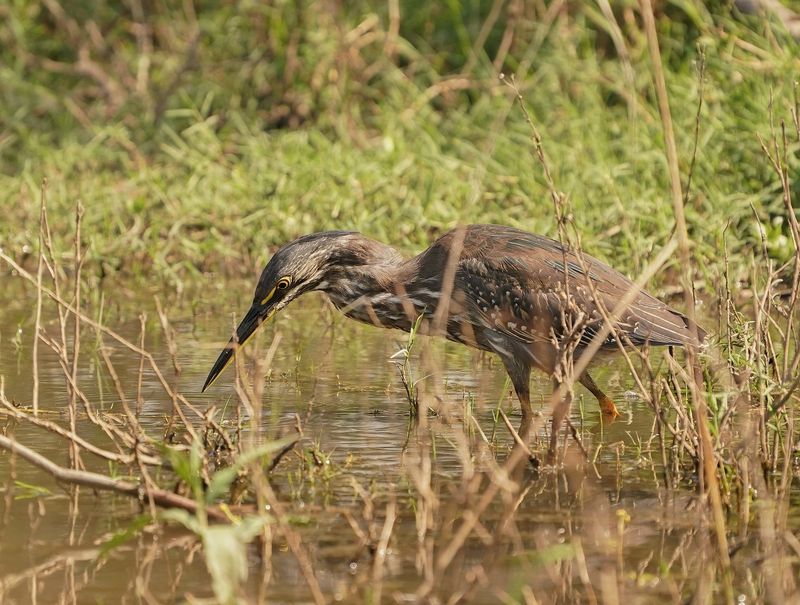 Groenrugreier / Green-backed Heron