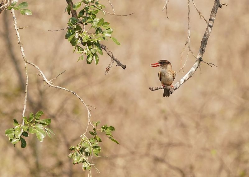 Bruinkopvisvanger / Brown-hooded Kingfisher