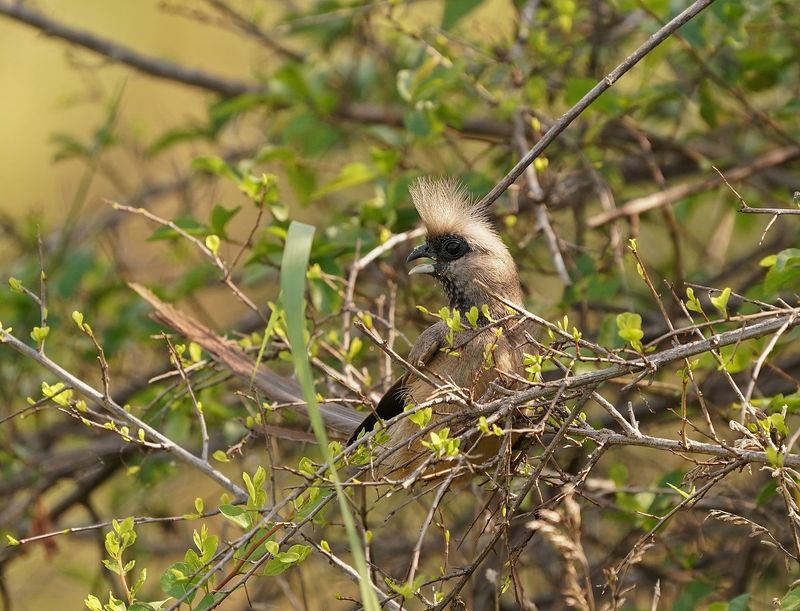 Gevlekte Muisvoël / Speckled Mousebird