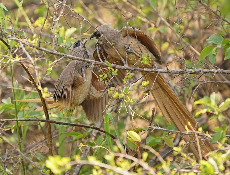 Gevlekte Muisvoël / Speckled Mousebird