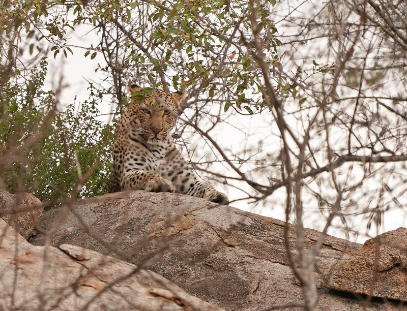 Luiperd / Leopard