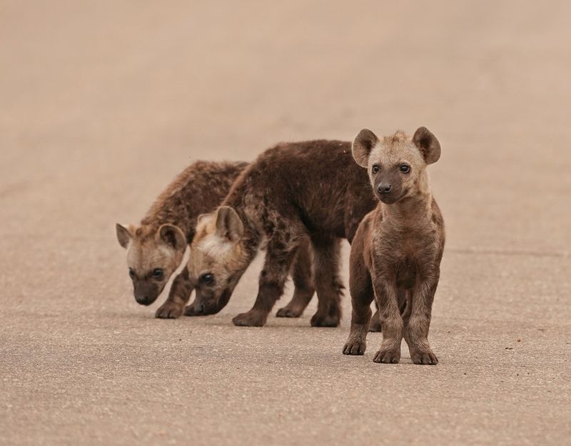 Gevlekte Hiëna / Spotted Hyena