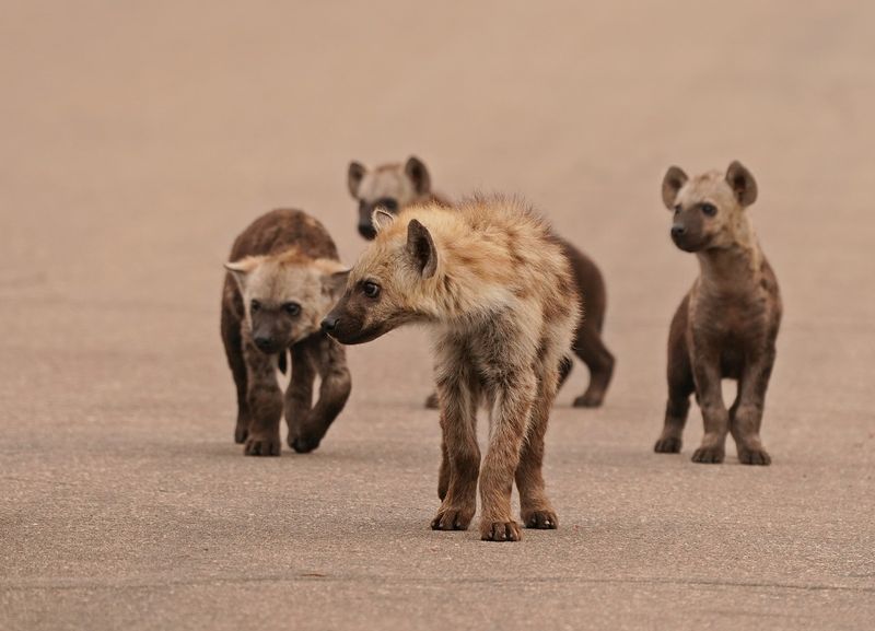 Gevlekte Hiëna / Spotted Hyena